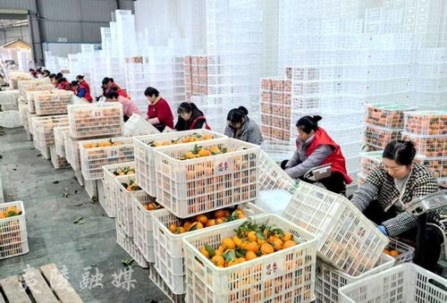 宜昌夷陵 柑橘企業(yè)出口忙 產業(yè)鏈高質量發(fā)展